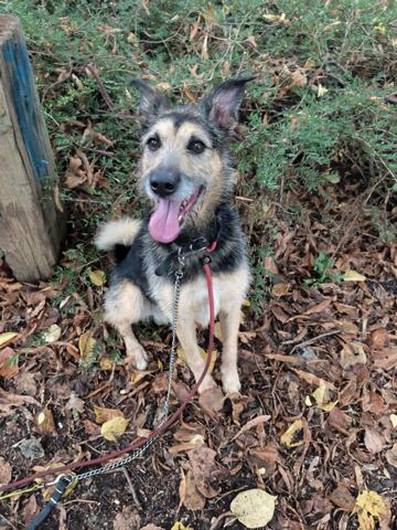Achille, chien croisé berger et griffon de 7 ans et demi, à l'adoption au Refuge de Vermelles