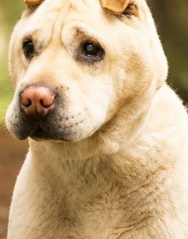 Forest, chien shar-peï de 10 ans, à l'adoption au Refuge de Vermelles
