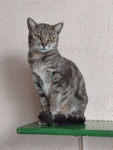 Gibbs, chat européen de 5 ans, à l'adoption au Refuge de Vermelles