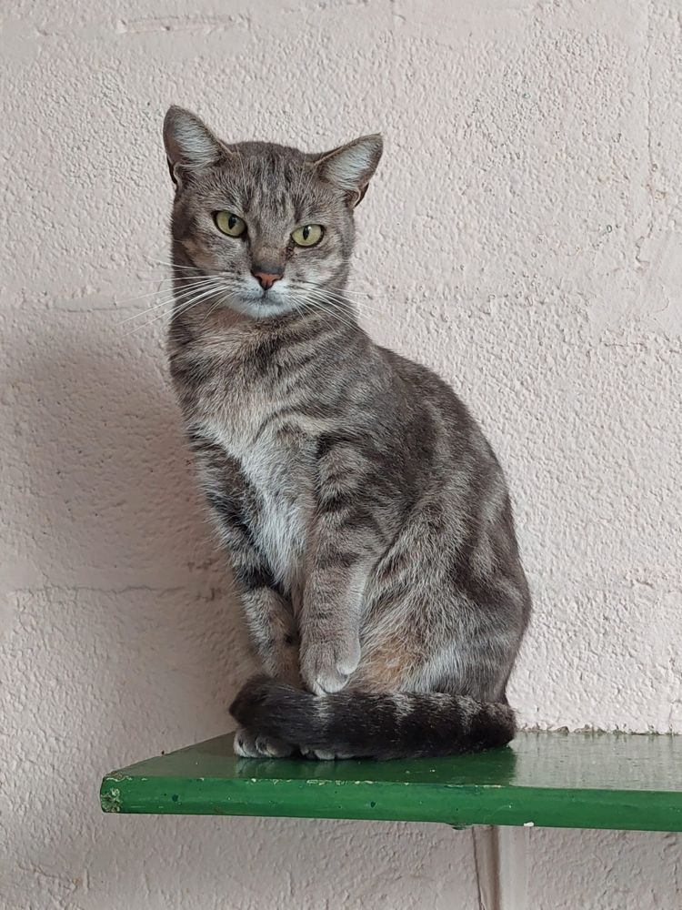 Gibbs, chat européen de 5 ans, à l'adoption au Refuge de Vermelles