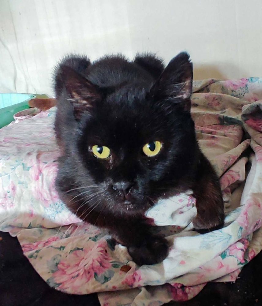 Jeannot, chat européen de 11 ans, à l'adoption au Refuge de Vermelles