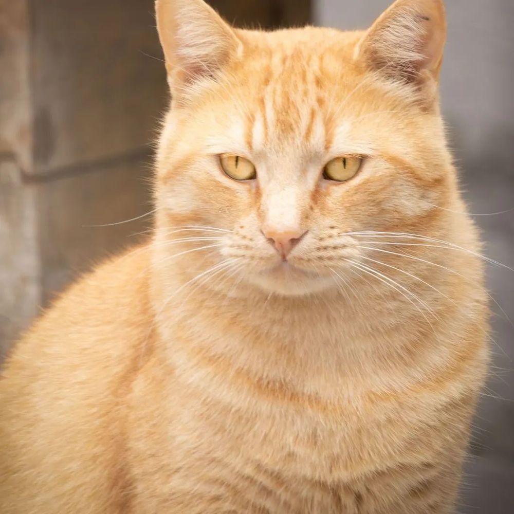 Léo, chat européen de 2 ans, à l'adoption au Refuge de Vermelles
