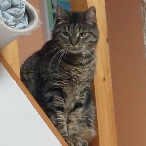 Mia, chat européen de 5 ans, à l'adoption au Refuge de Vermelles