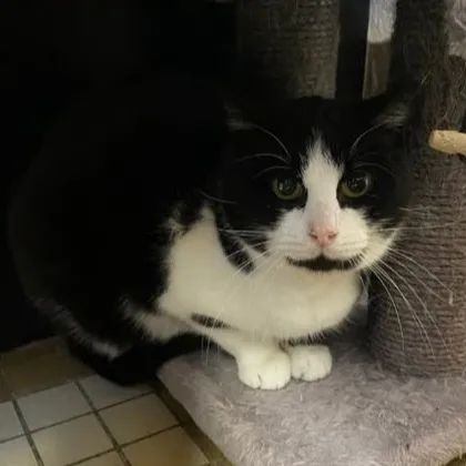 Michou, chat européen de 3 ans, à l'adoption au Refuge de Vermelles