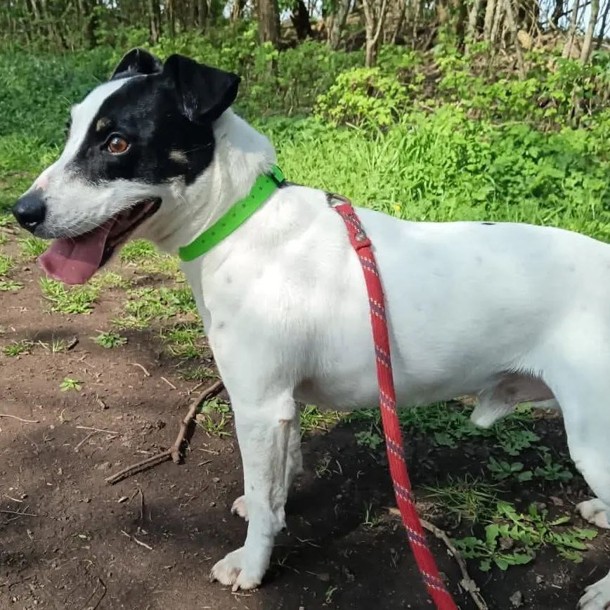 Oreo, chien jack russell terrier de 10 ans, à l'adoption au Refuge de Vermelles