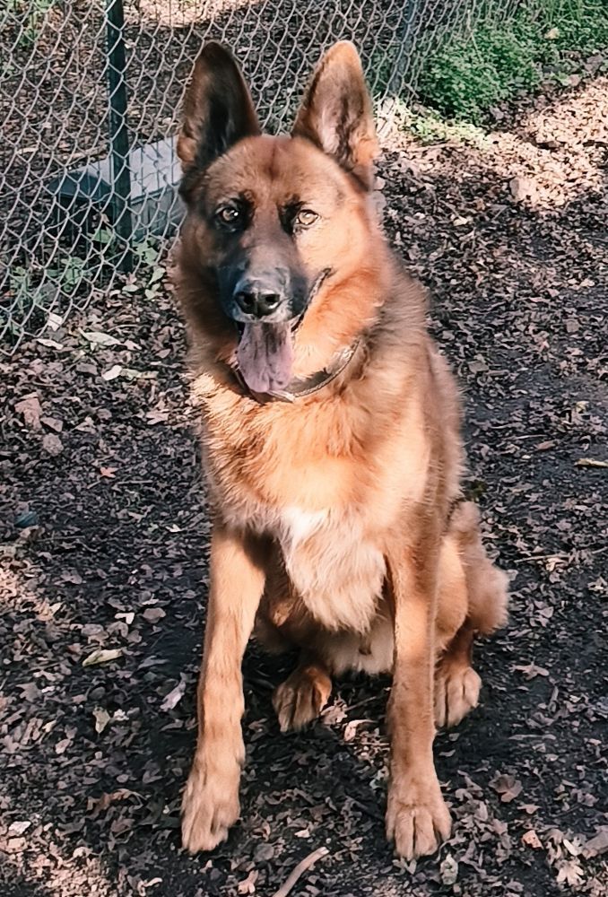Packo, chien berger allemand de 7 ans et demi, à l'adoption au Refuge de Vermelles