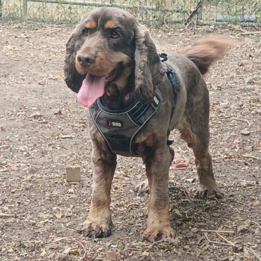 Rhodes, chien cocker spaniel anglais de 5 ans, à l'adoption au Refuge de Vermelles