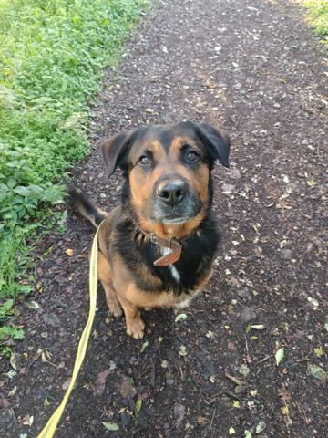 Sultan, chien type berger de 10 ans, à l'adoption au Refuge de Vermelles