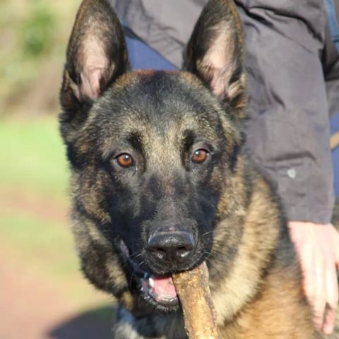 Ticken, chien berger allemand de 4 ans, à l'adoption au Refuge de Vermelles
