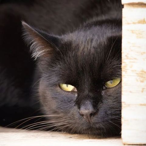 Tulipe, chat européen de 6 ans, à l'adoption au Refuge de Vermelles