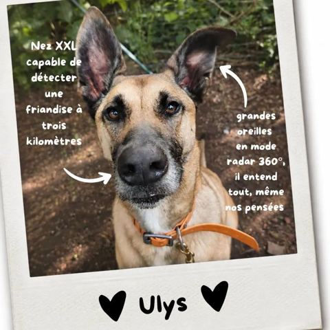 Ulys, chien berger malinois de 3 ans, à l'adoption au Refuge de Vermelles